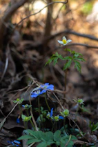 A collection of wild herbs and flowers freshly foraged from a forest floor.