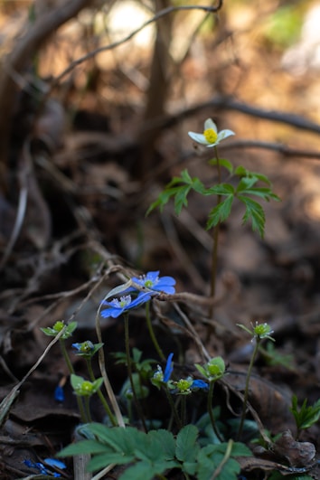Delicate wildflowers, including both white and blue blossoms, emerge vibrantly amidst a tangle of dried leaves and branches on the forest floor.