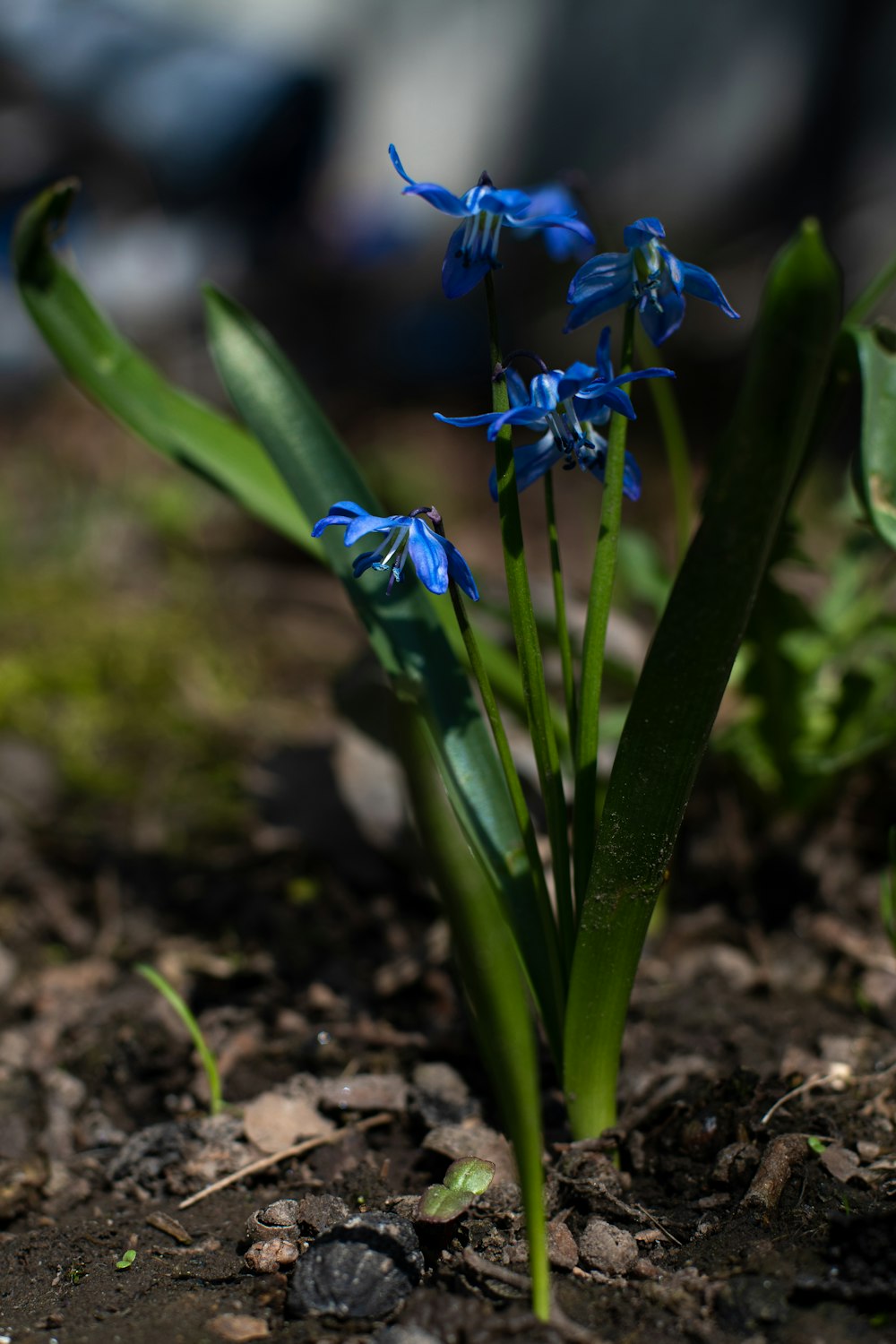 a close up of a plant with blue flowers