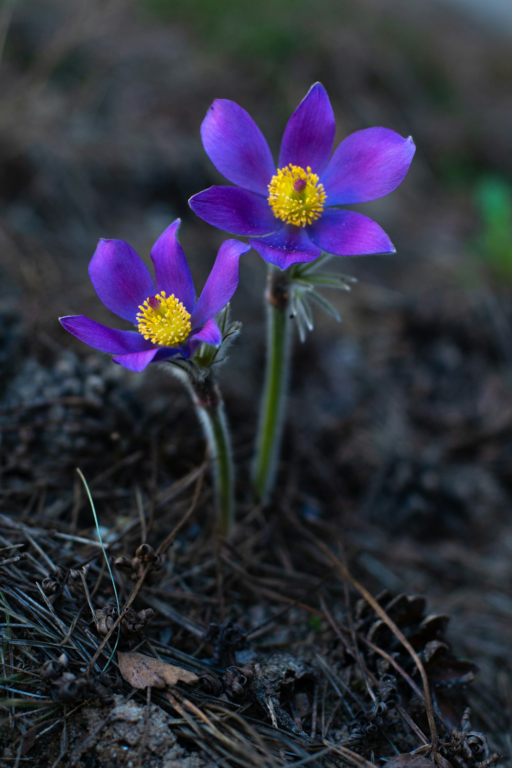 a couple of purple flowers sitting on top of a dirt ground