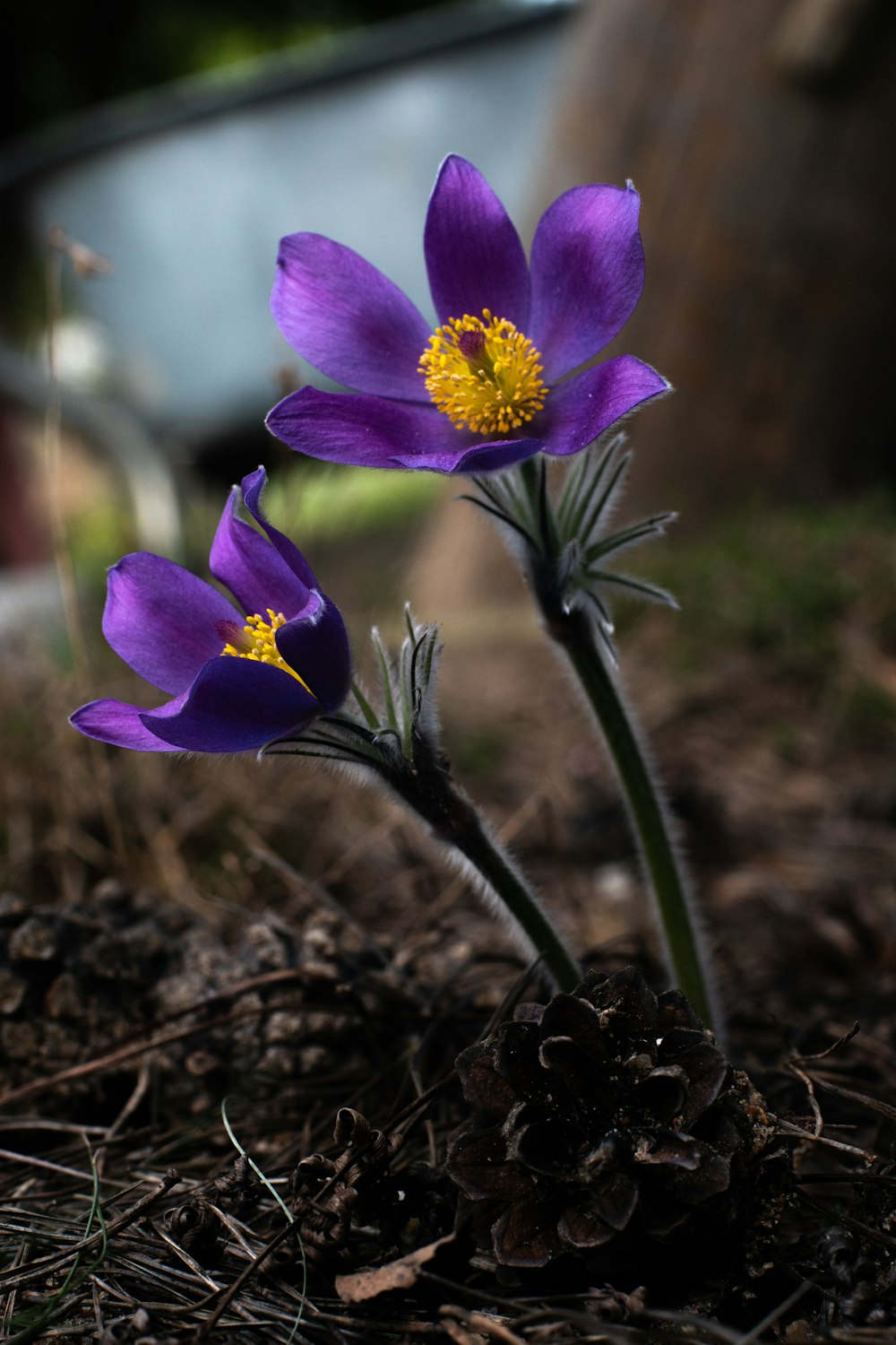 a couple of purple flowers sitting on top of a dirt field