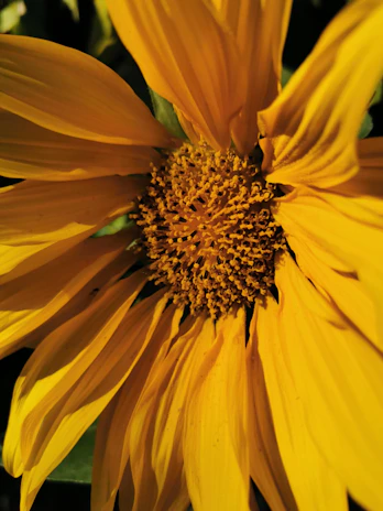 Close-up of a blooming sunflower with vibrant yellow petals and a detailed textured center.