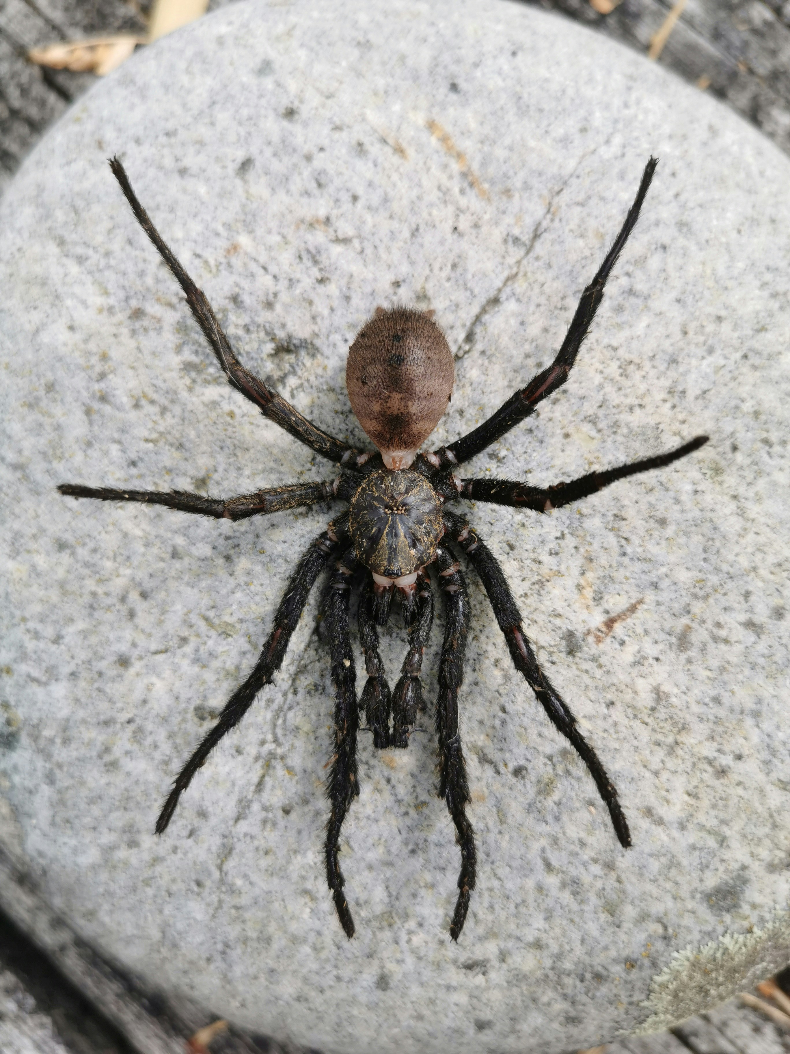a large spider sitting on top of a rock