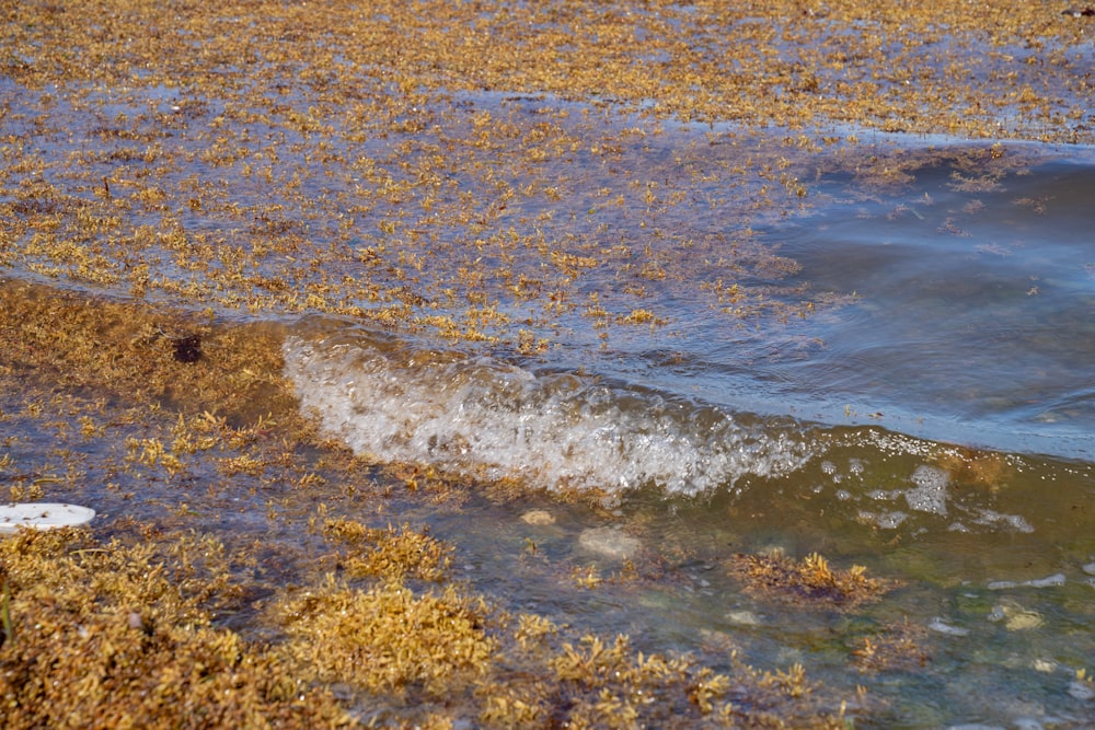 a body of water surrounded by grass and rocks