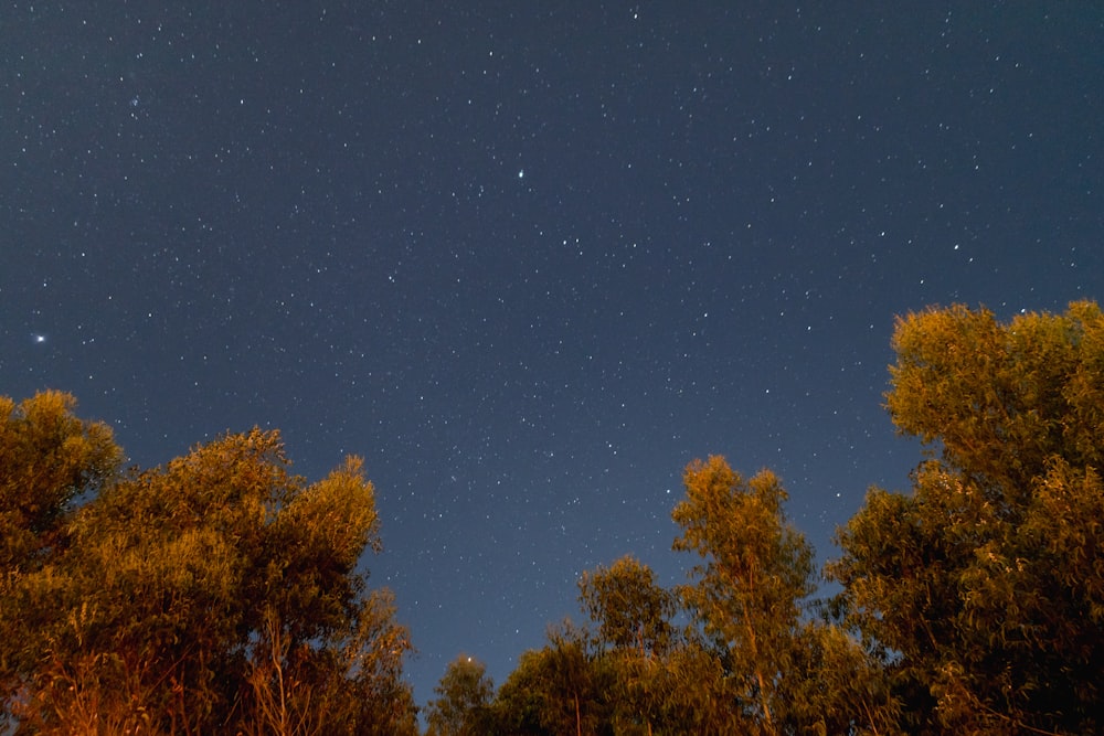 El cielo nocturno está lleno de estrellas y árboles