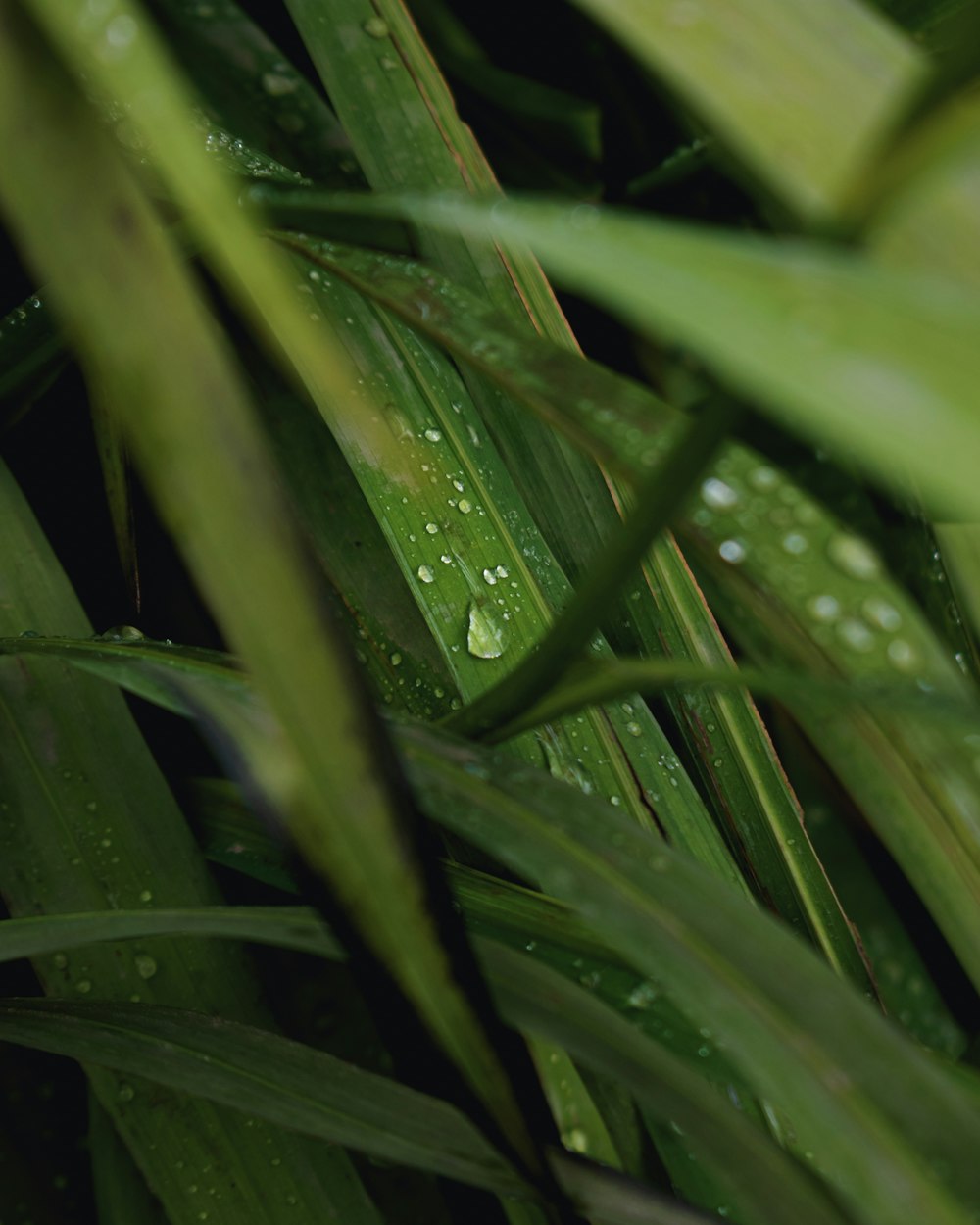 a close up of a plant with water droplets on it