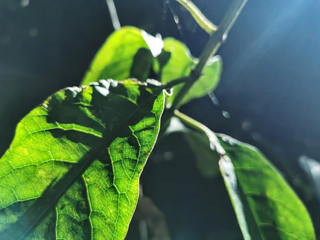 Close-up of fresh green herbal leaves arranged on a natural wooden surface with soft sunlight.
