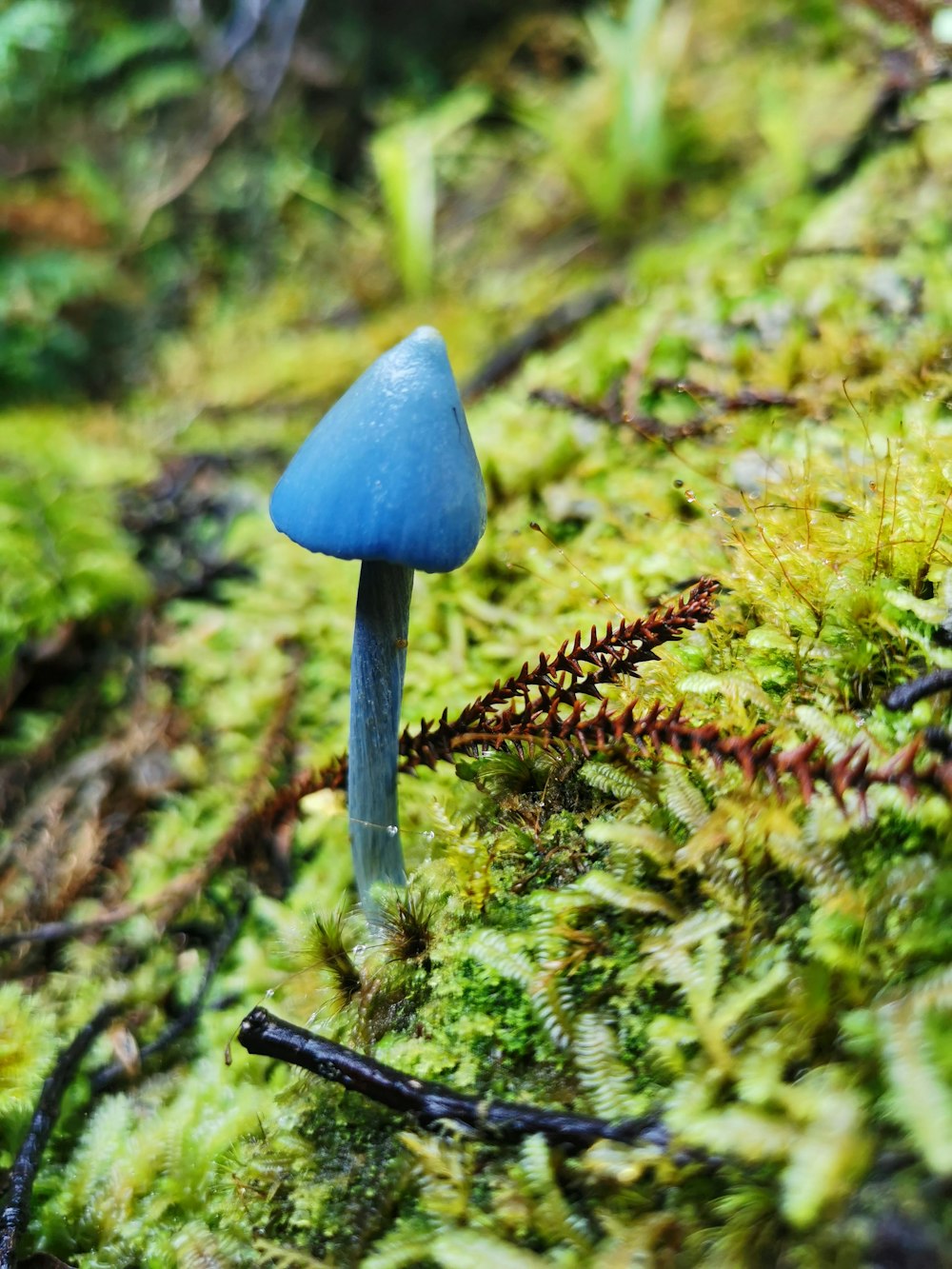 a blue mushroom sitting on top of a moss covered ground