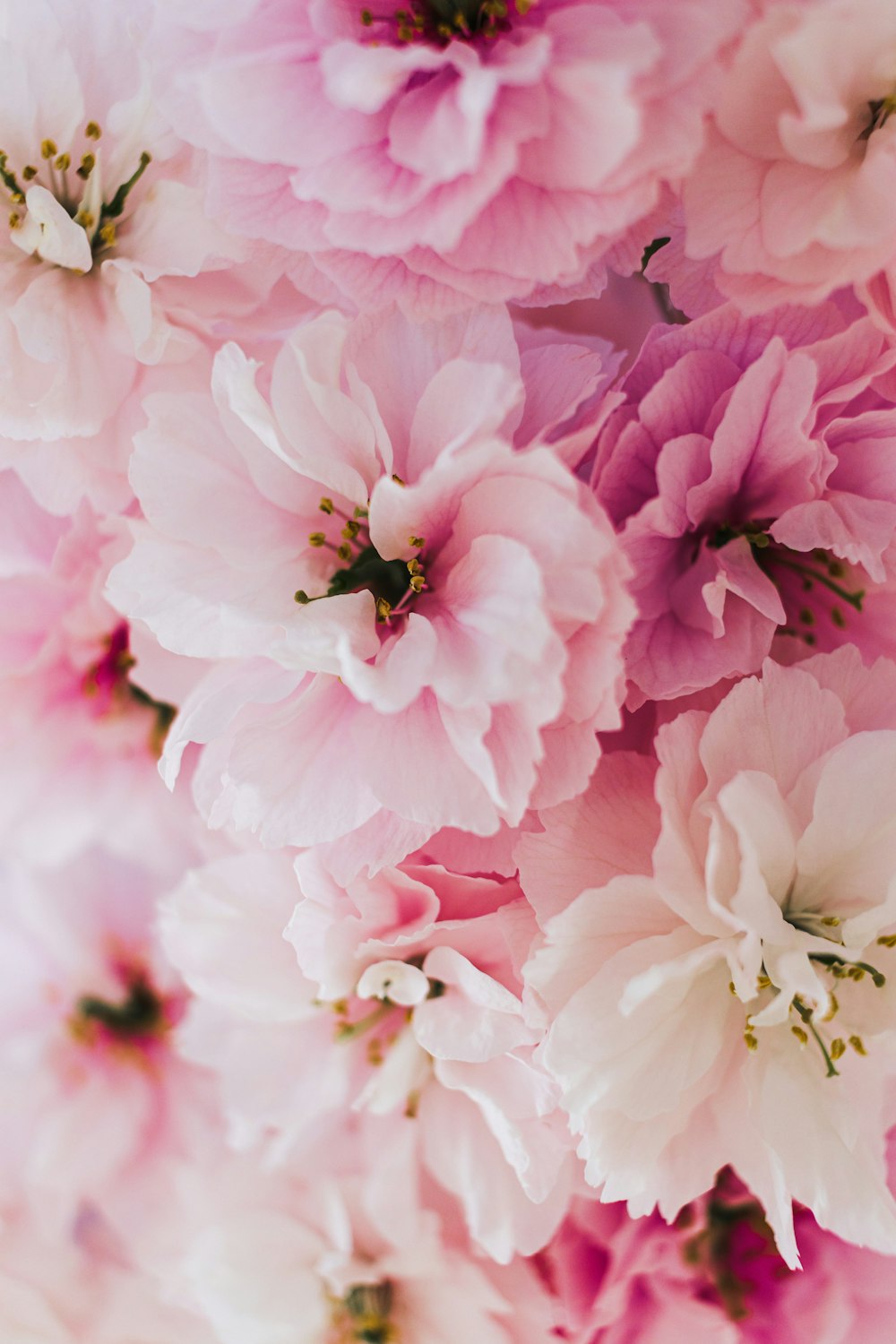 a bunch of pink flowers that are in a vase