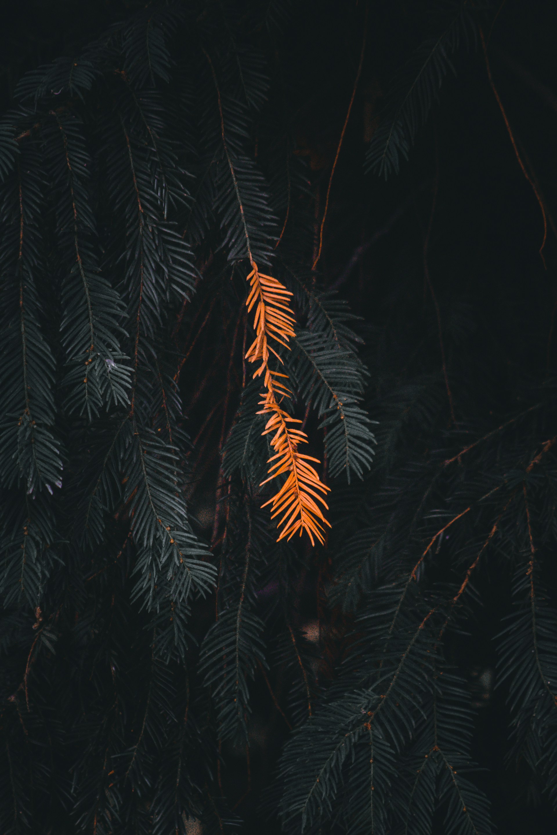a close up of a pine tree branch