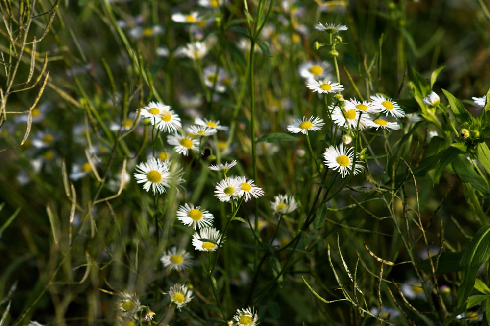 a bunch of daisies in a field of grass