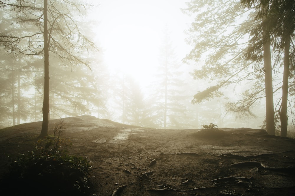 a dirt road in the middle of a forest