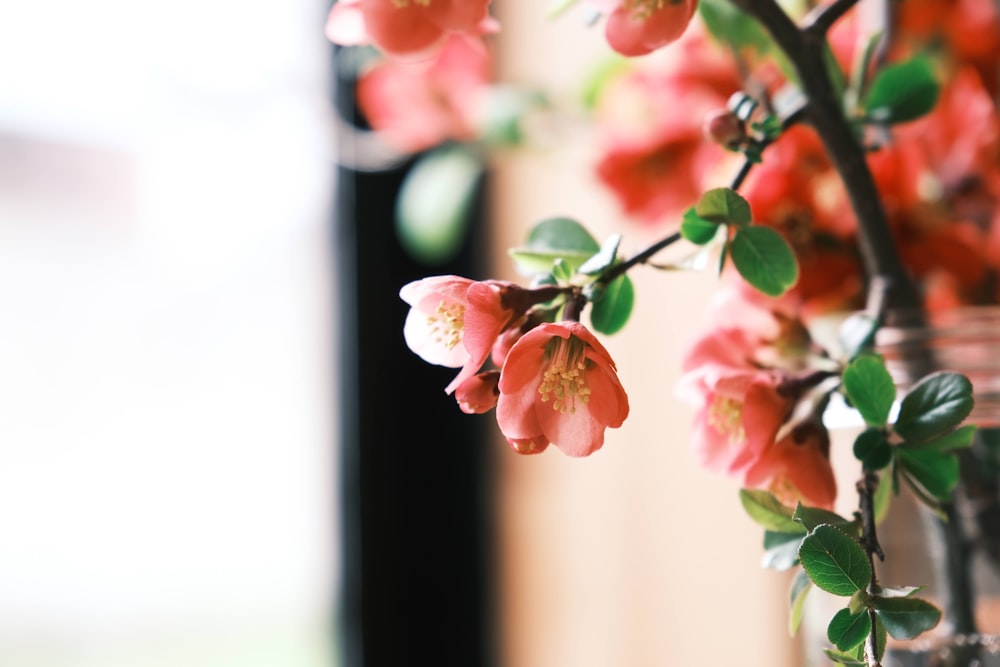 a vase filled with pink flowers on top of a table