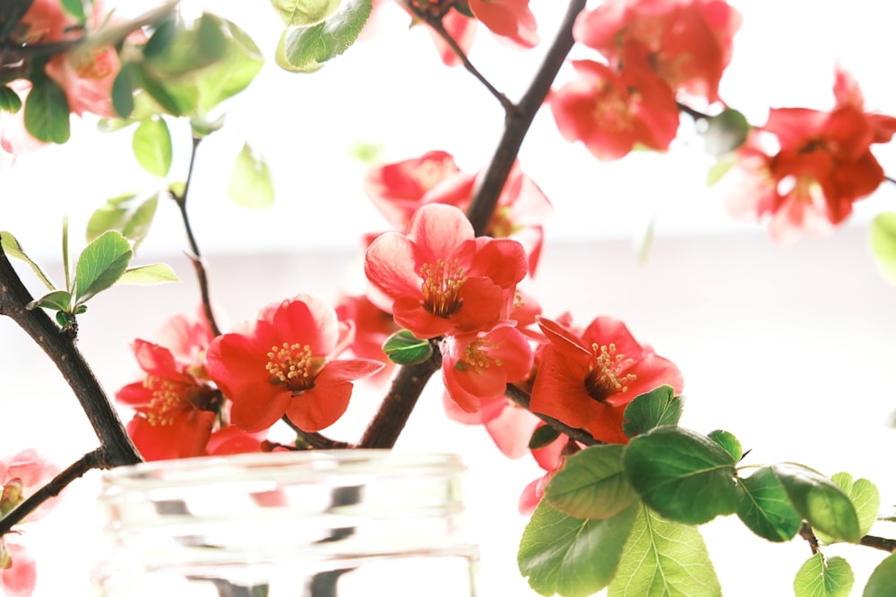 a vase filled with red flowers on top of a table