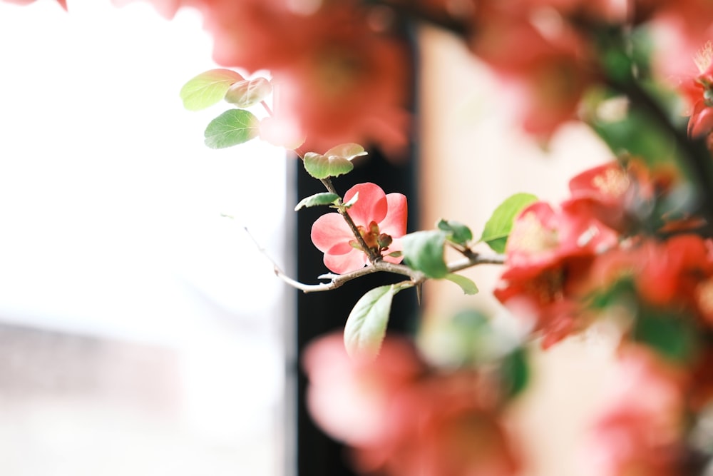 a close up of a branch with flowers on it