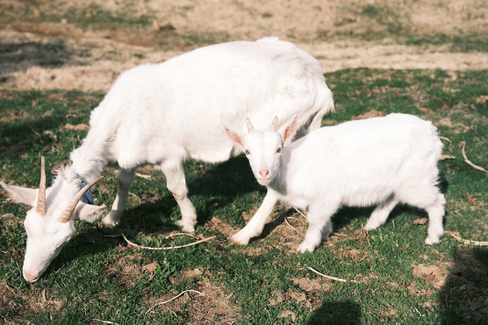 a couple of goats that are standing in the grass