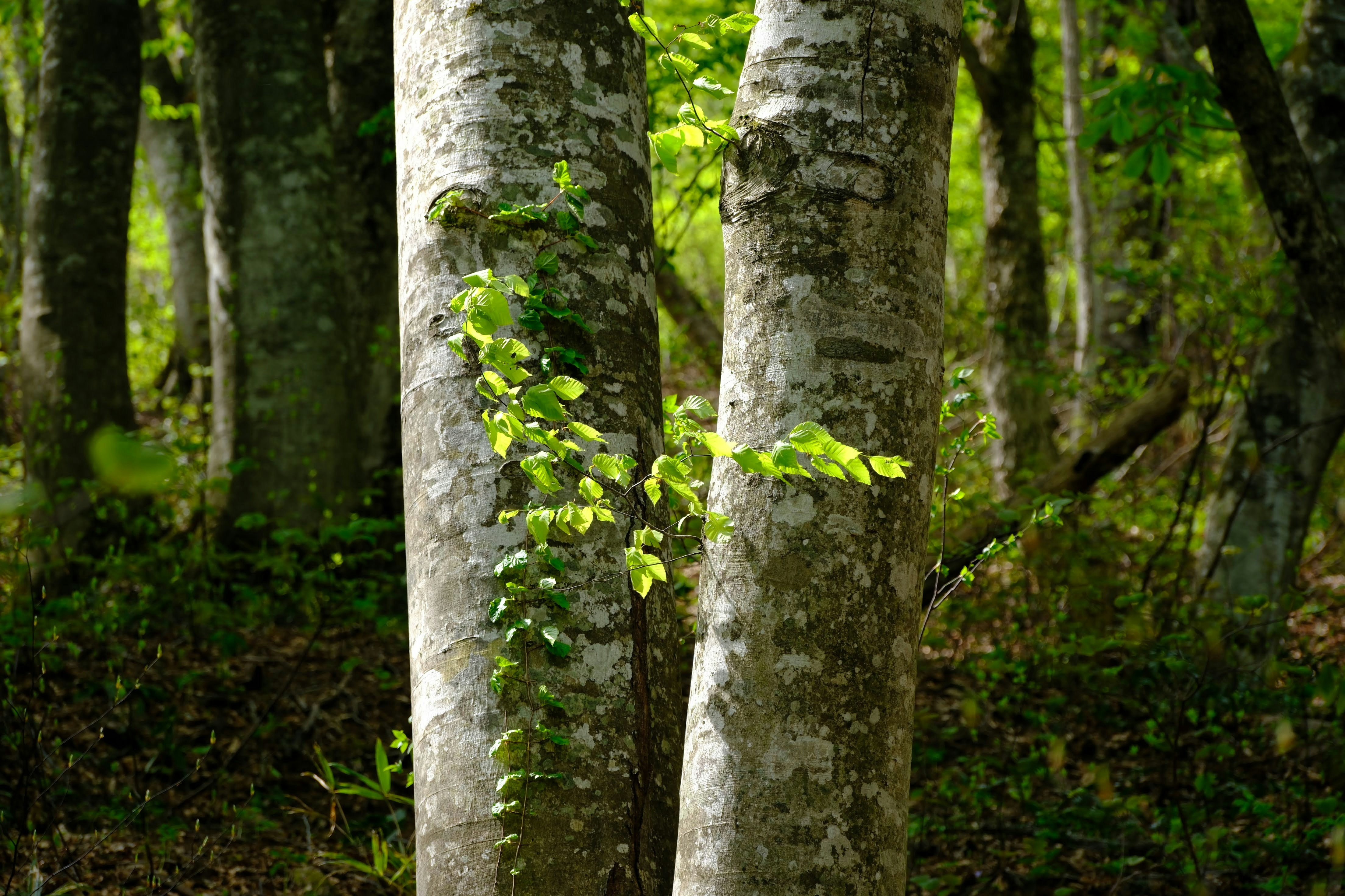 Photo by seiya_maeda