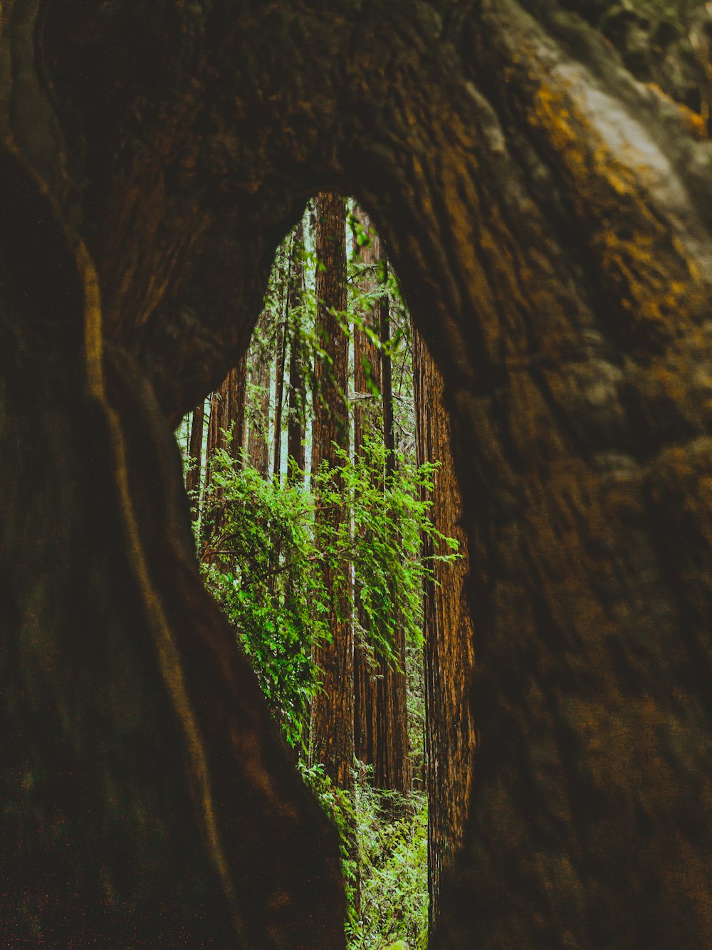 a view of a forest through a hole in a tree