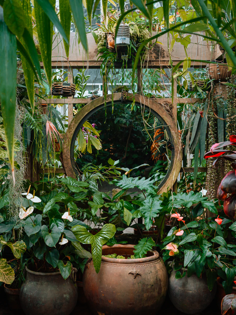 Lush indoor garden scene with large clay pots and vibrant greenery surrounding a circular mirror
