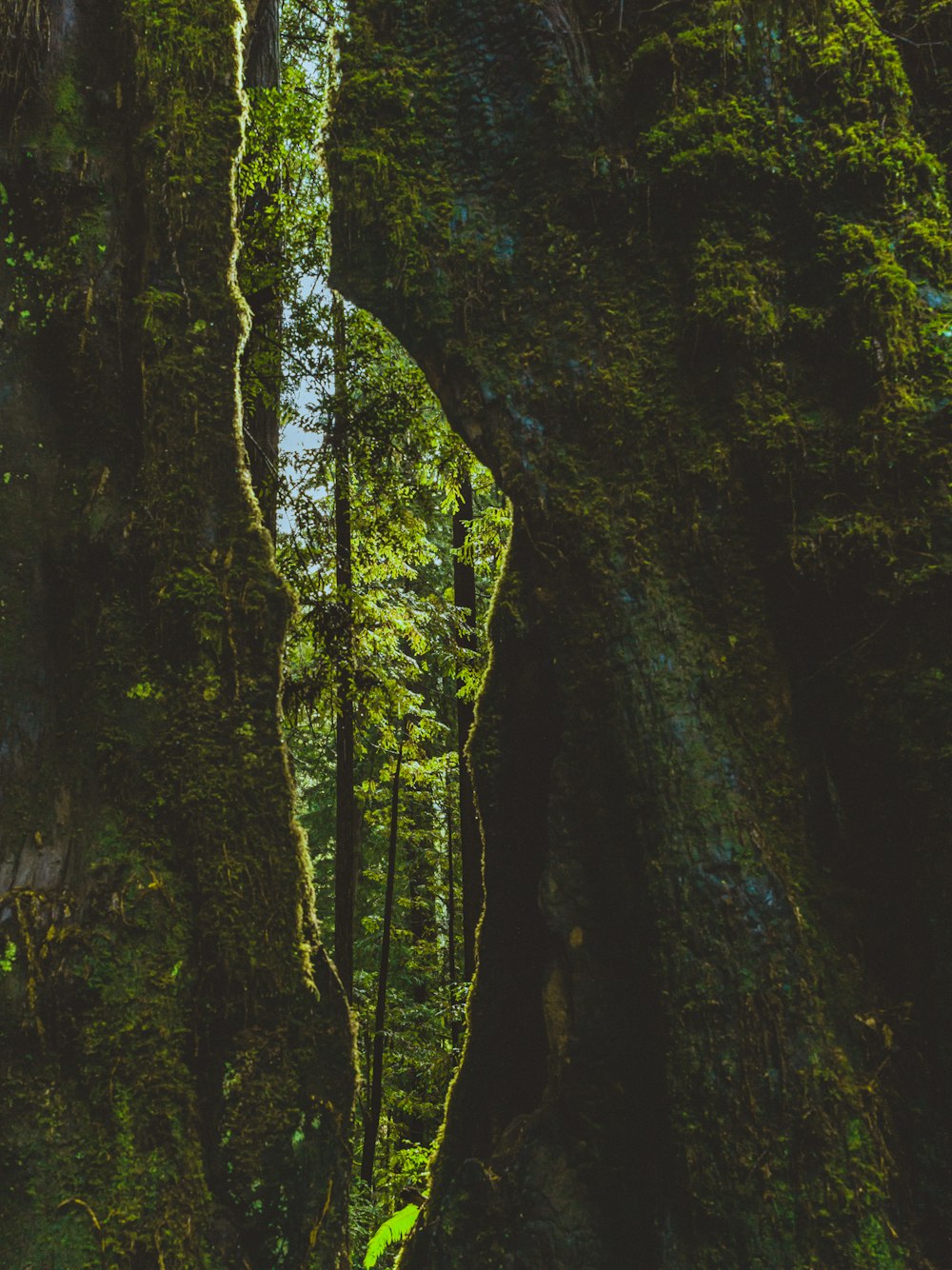 a lush green forest filled with lots of trees