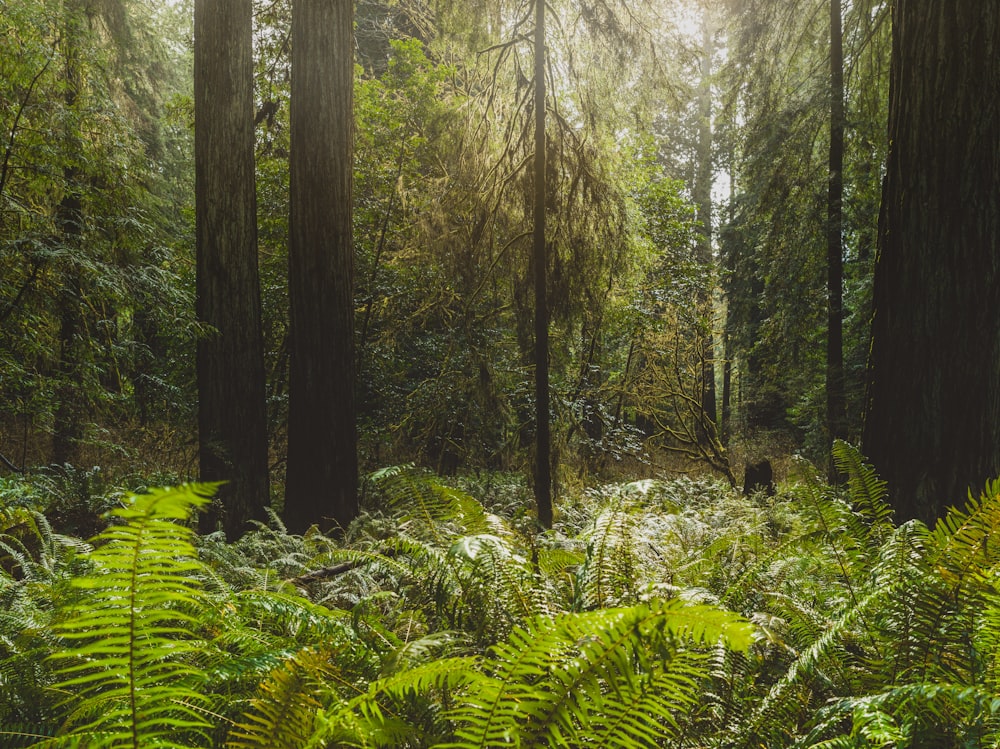 a lush green forest filled with lots of trees