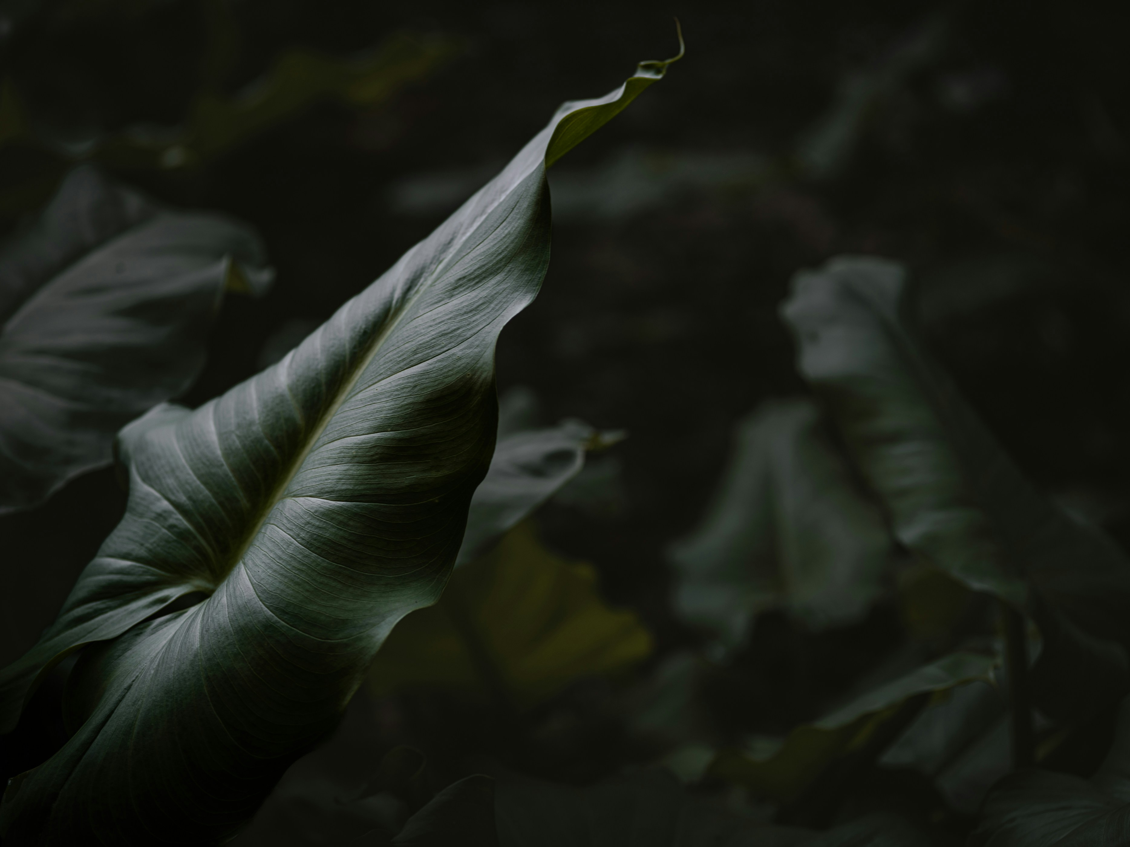 Photo by kierinsightarchives