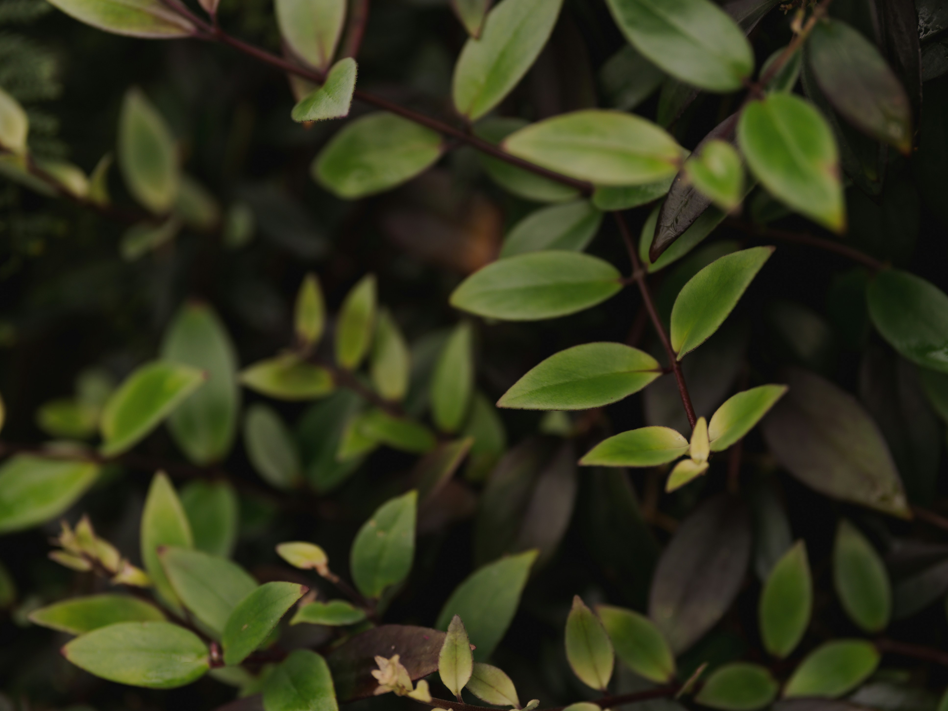 Photo by kierinsightarchives