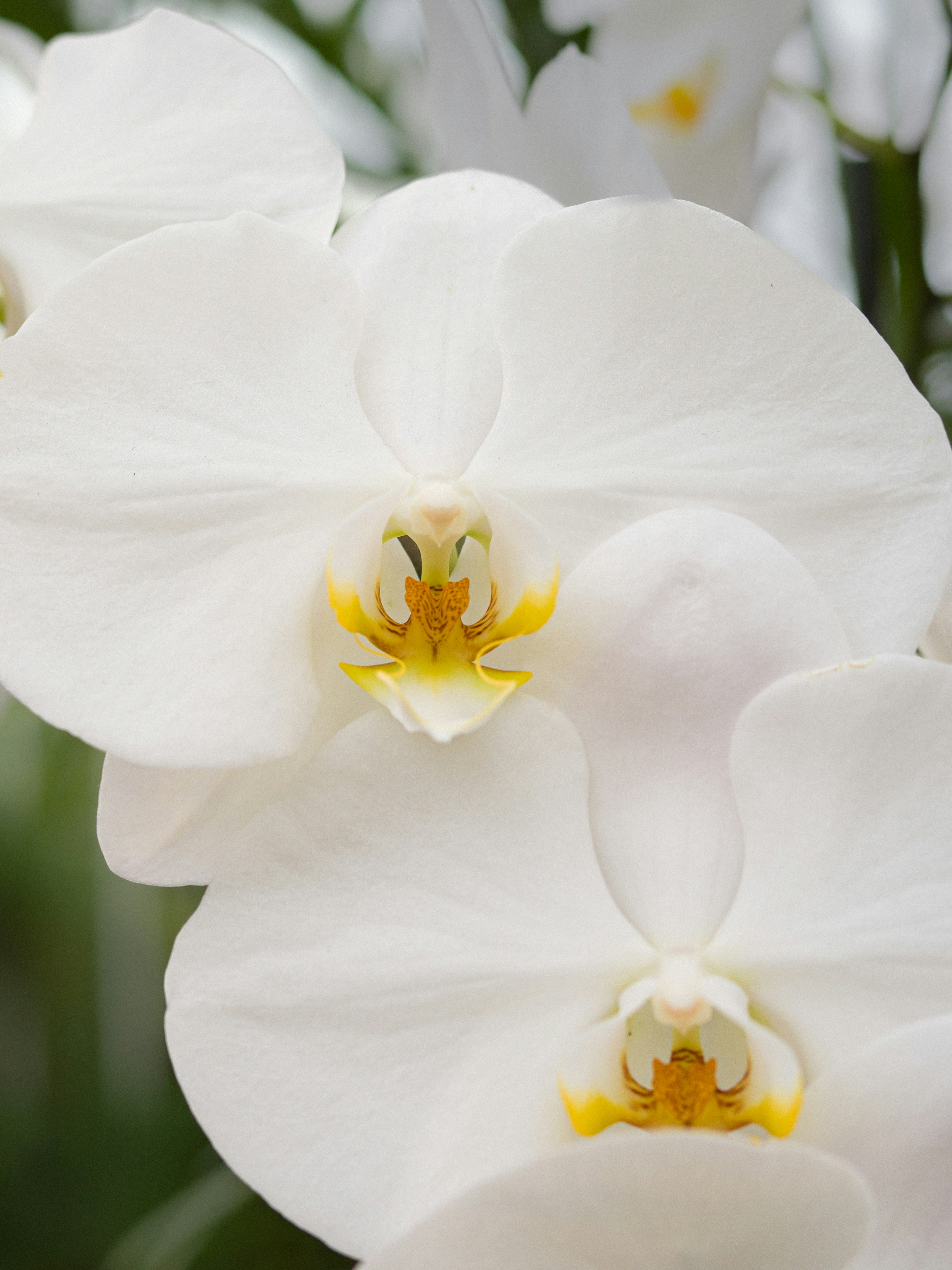 Photo by kierinsightarchives