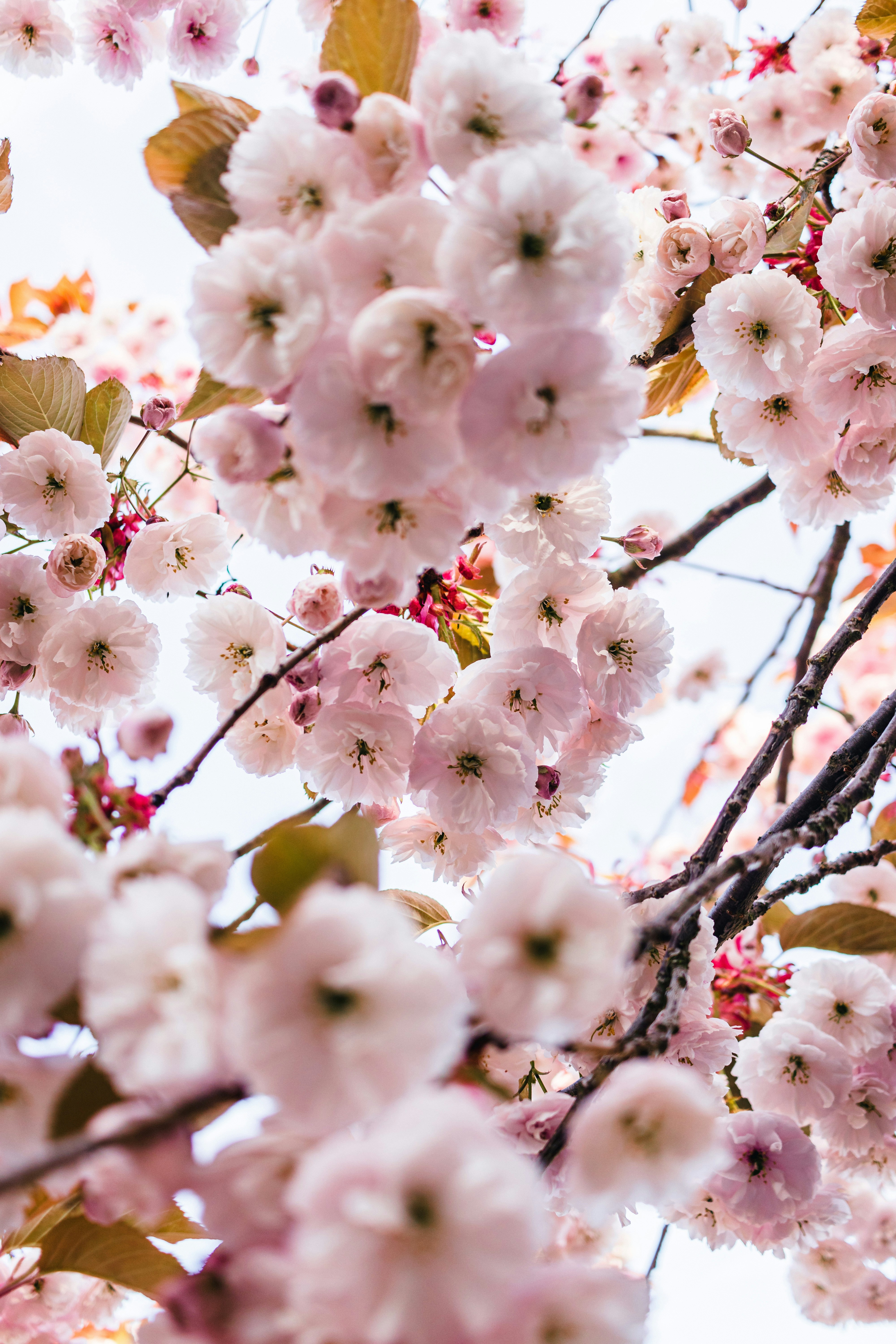 a tree filled with lots of pink flowers