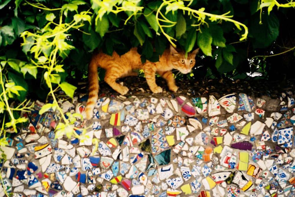 a cat walking on top of a pile of glass tiles