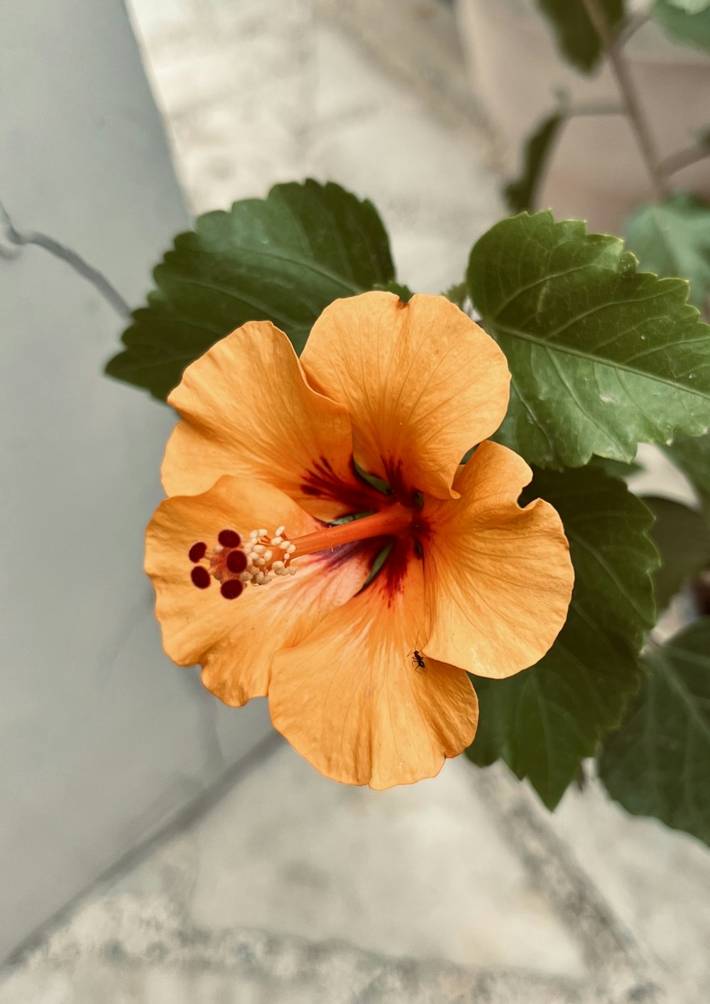 a large orange flower with green leaves