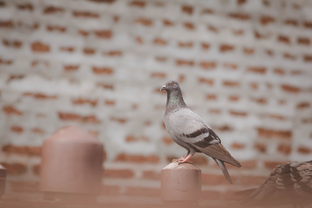 a bird perched on a post in front of a brick wall