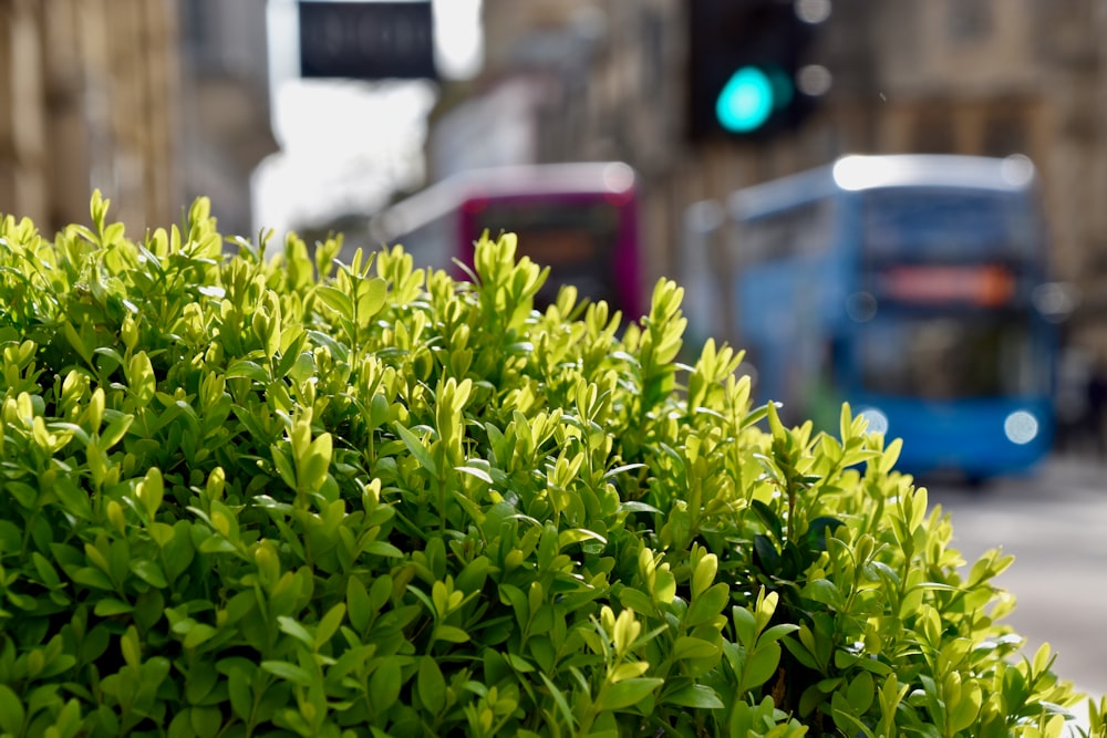 a bush with green leaves on a city street