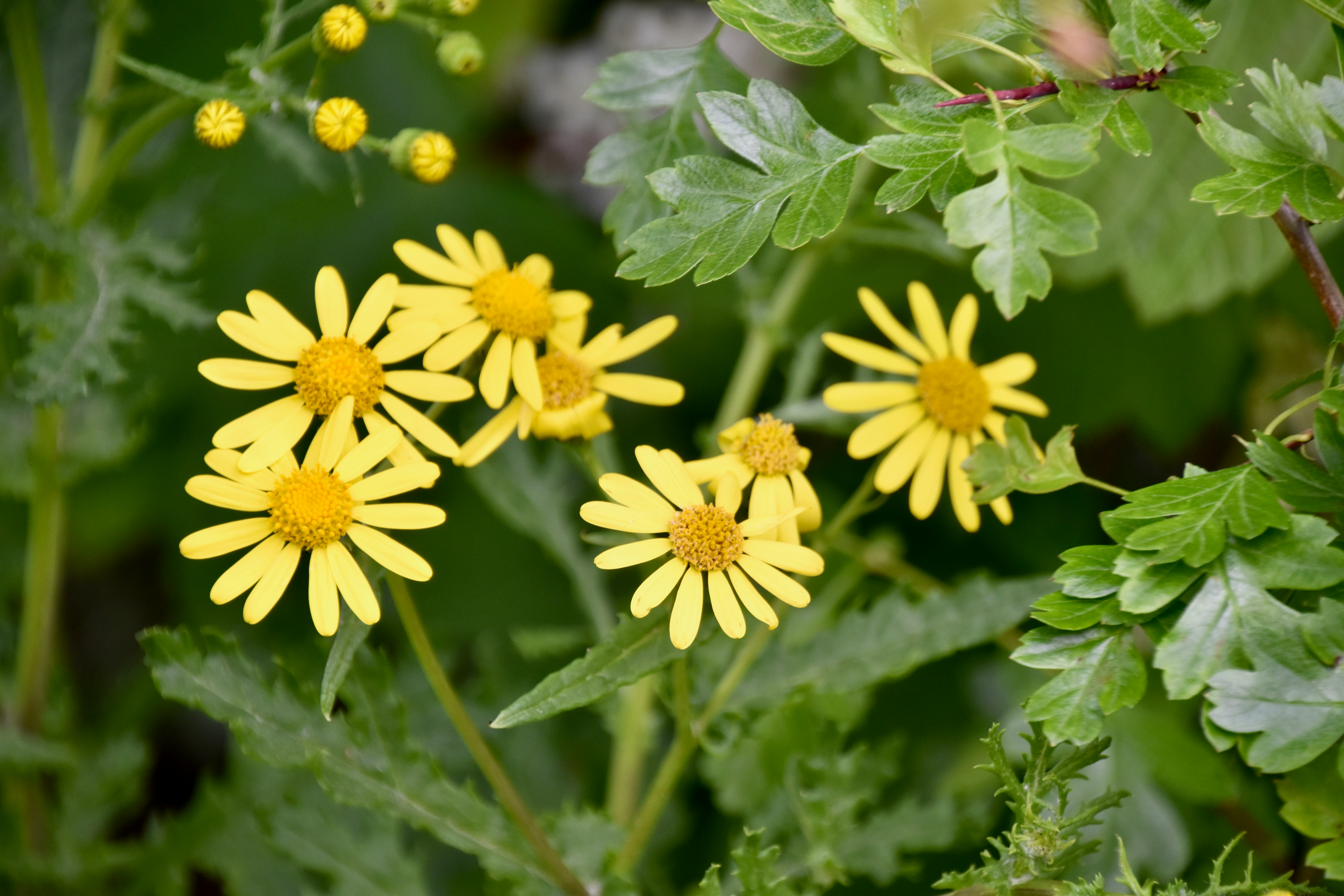 Photo by sisacreative