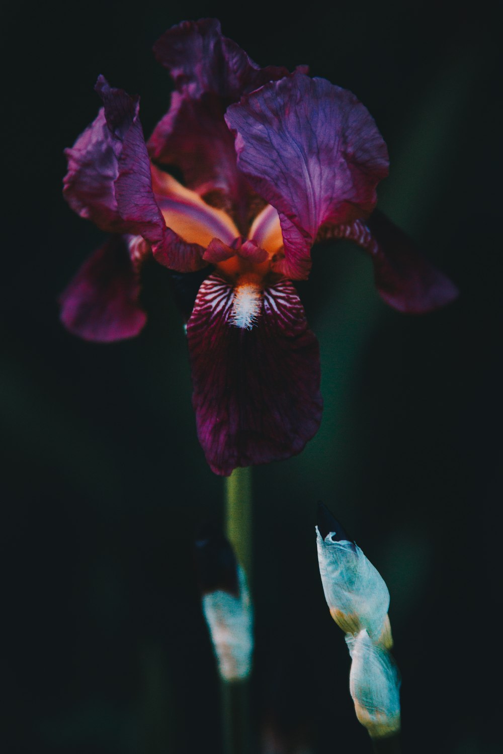 a close up of a purple flower on a black background