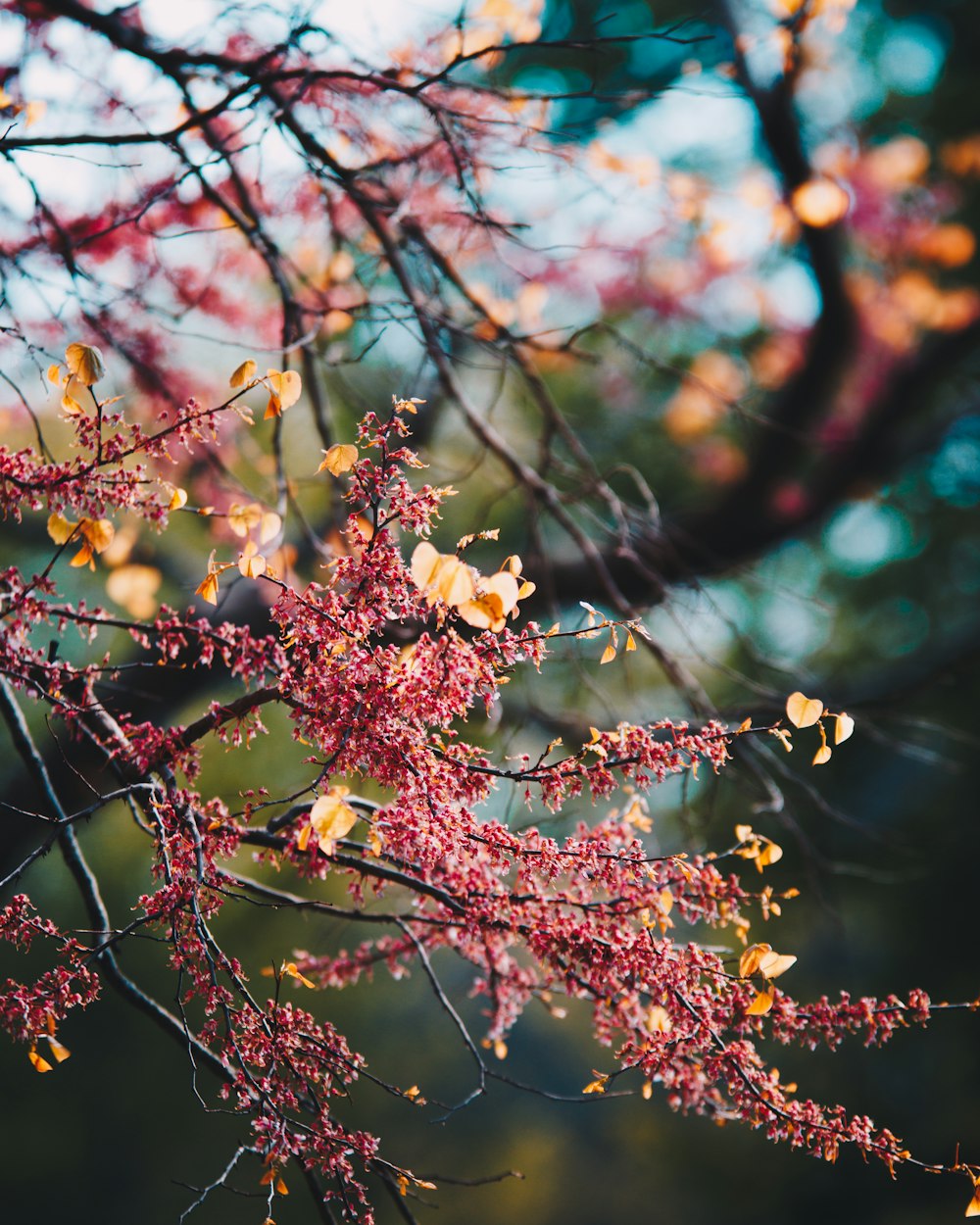 a tree with red leaves in the fall