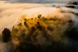 A serene scene of a shaman playing a flute surrounded by forest and mist.