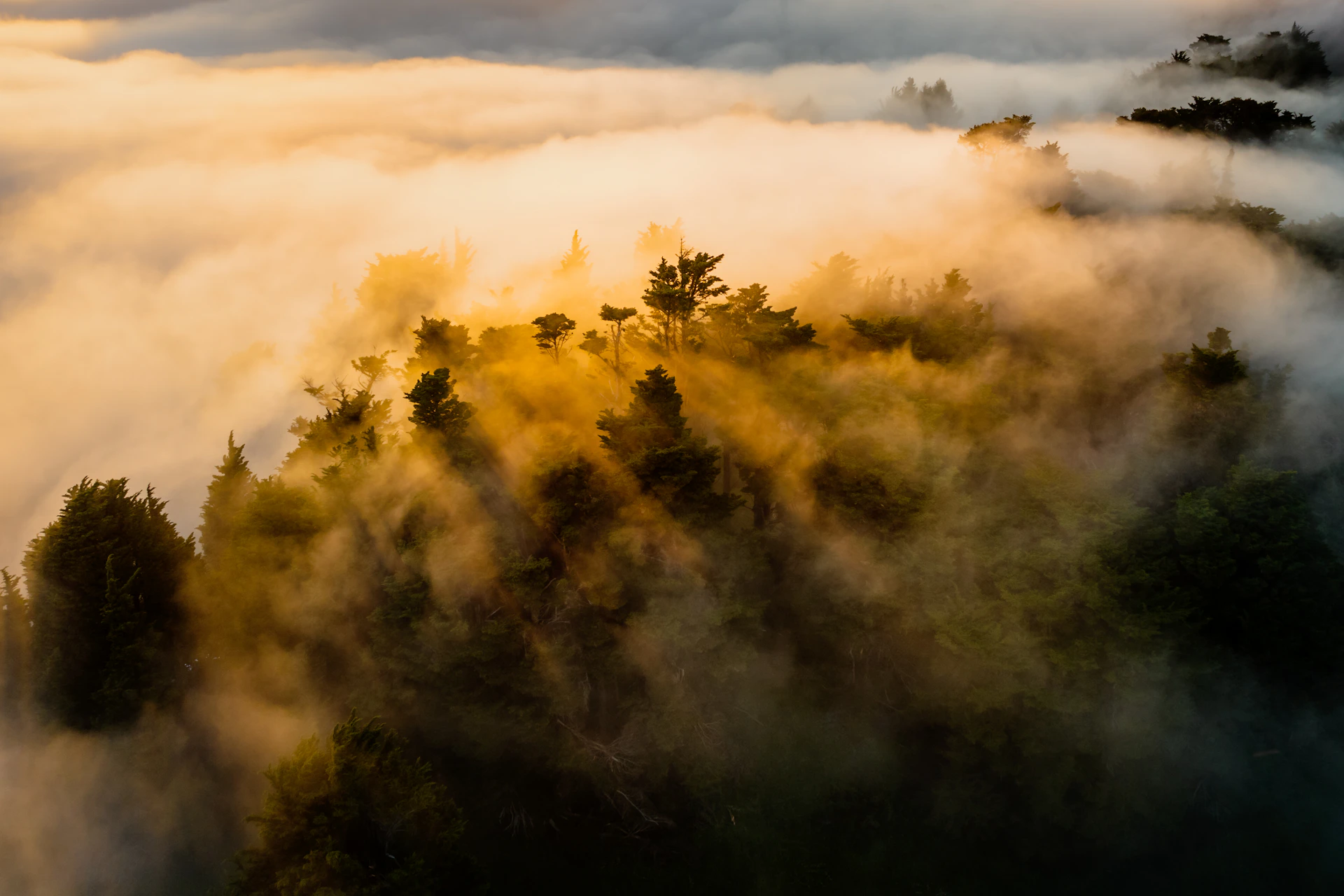 A serene full-background image of a misty forest at dawn, setting a calm and immersive atmosphere.