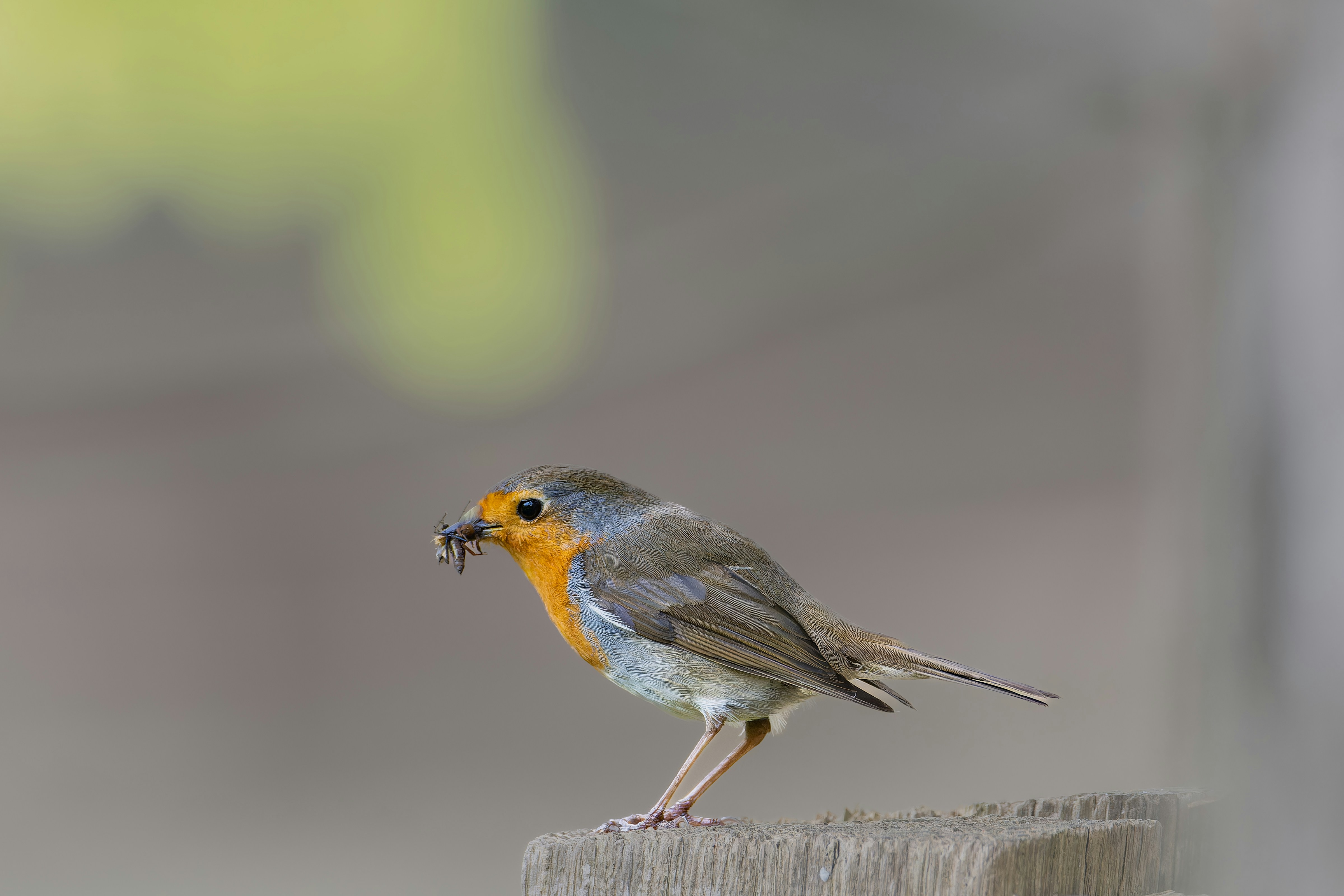 Photo by siegfriedpoepperl