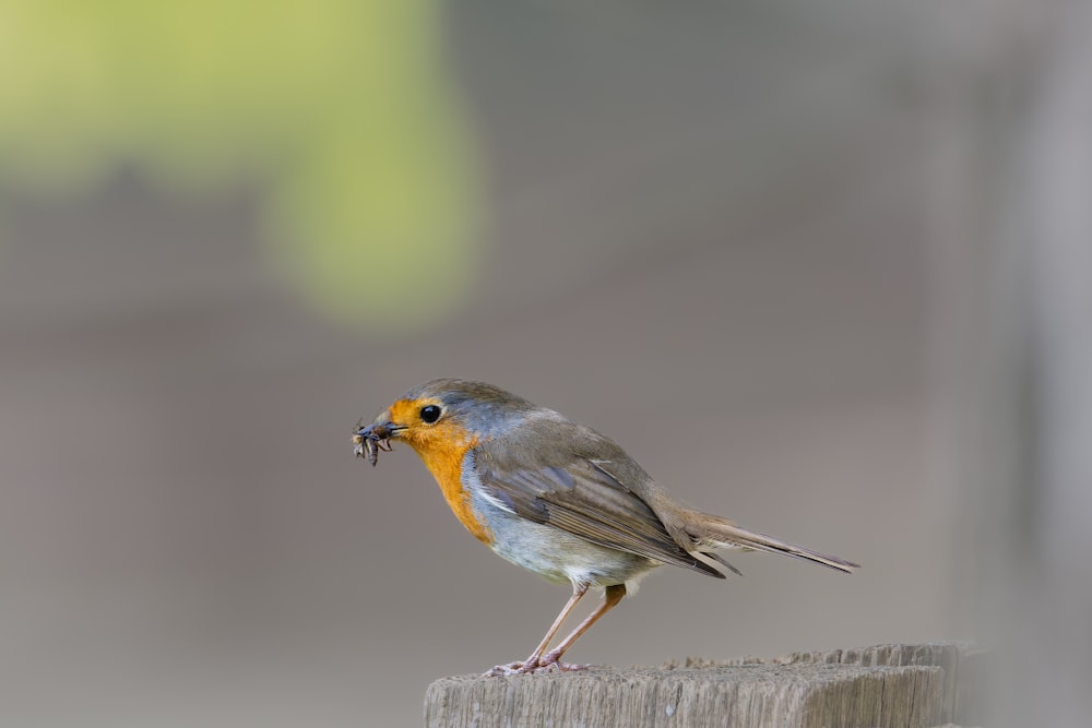 a small bird sitting on top of a wooden post