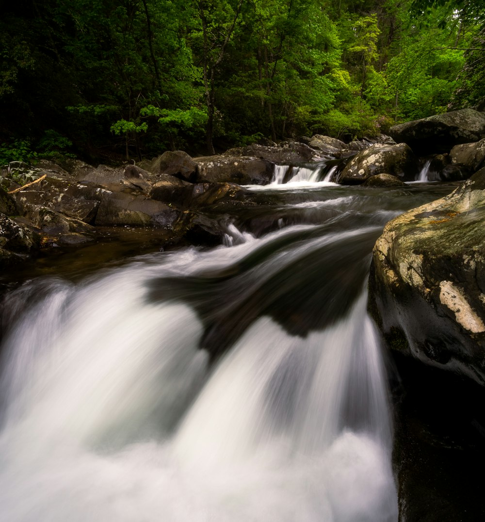 a stream of water running through a lush green forest