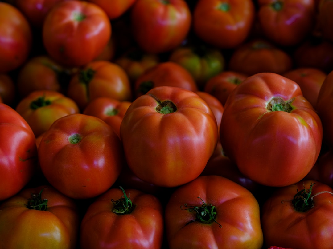 【玉女小番茄好吃嗎？】最用心的栽種，最甜蜜的收穫
