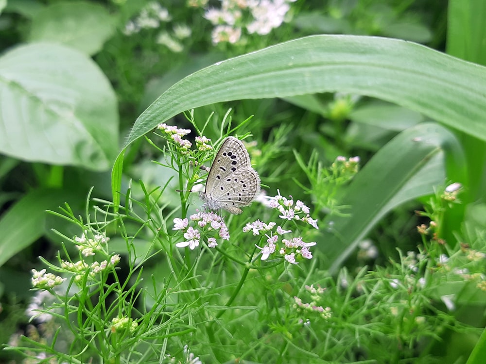 Ein Schmetterling, der auf einer Blume auf einem Feld sitzt