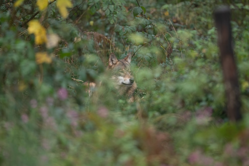 a lone wolf in the woods looking at the camera