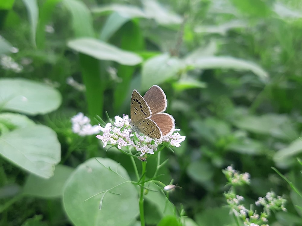 Una mariposa marrón sentada sobre una flor blanca
