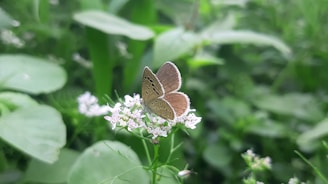 a brown butterfly sitting on a white flower