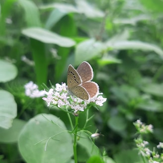 a brown butterfly sitting on a white flower