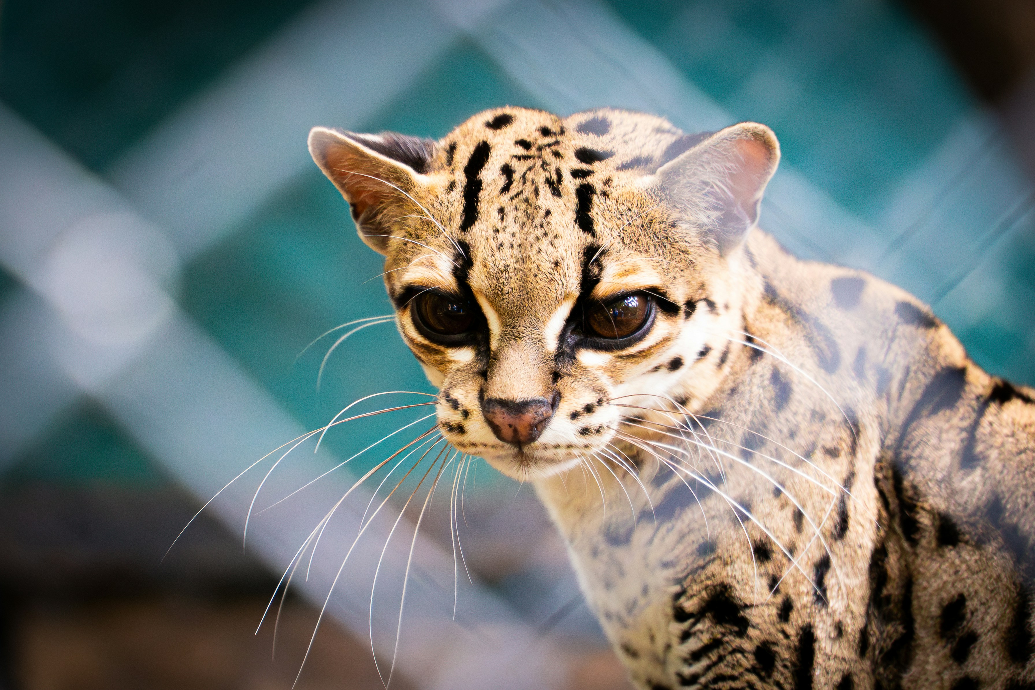 Oncilla: The Mini Leopard of the Forest (image credits: unsplash)