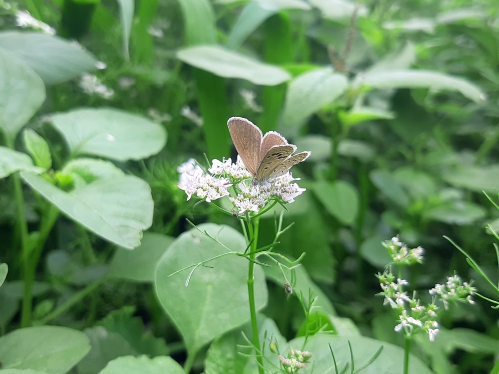 un papillon assis au sommet d’une fleur blanche