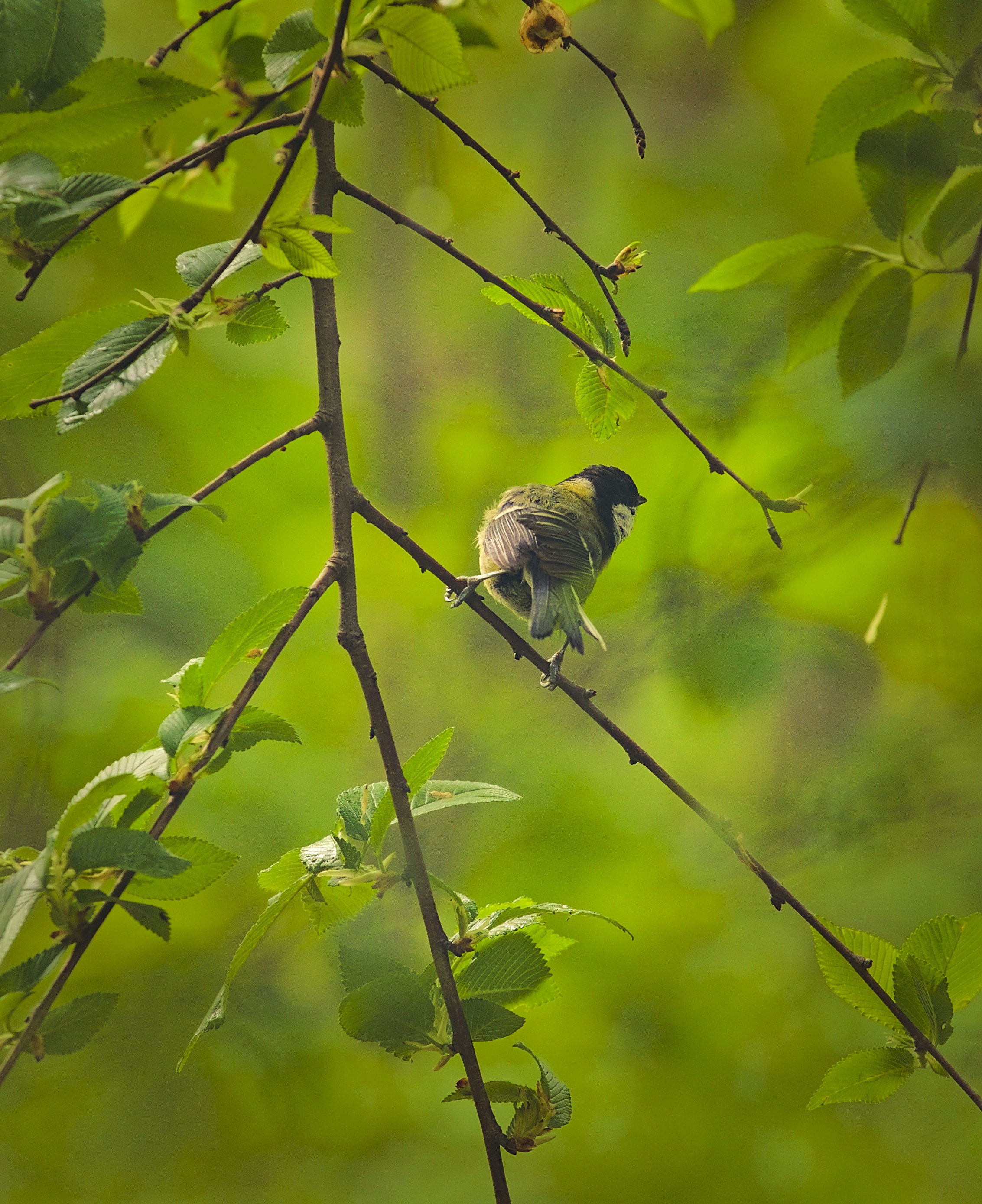 Photo by blooddrainer